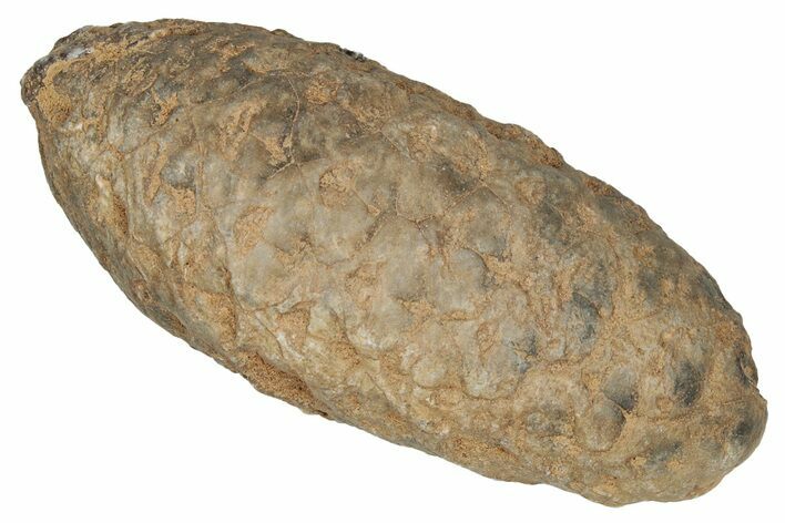 Fossil Cycadophyte Seed Cone - Boujdour, Morocco #349100